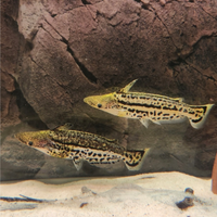 Pesce ageneiosus mogoi