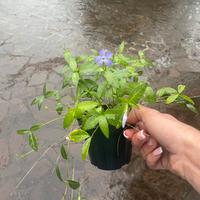 Piante di Vinca minor