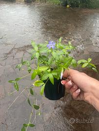 Piante di Vinca minor