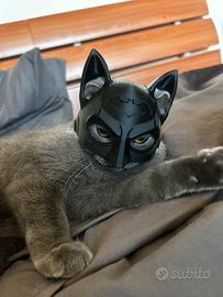 Maschera gatto o cane stile BATMAN