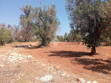 TER. AGRICOLO A CAROVIGNO