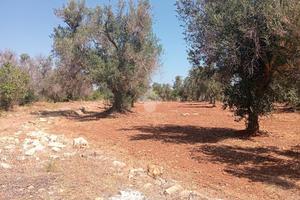 TER. AGRICOLO A CAROVIGNO