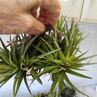 pianta di tilla dsia aera thos