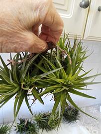 pianta di tilla dsia aera thos