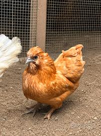 Gallina Moroseta 