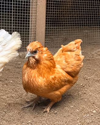 Gallina Moroseta 