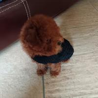 Barboncino mini red brown