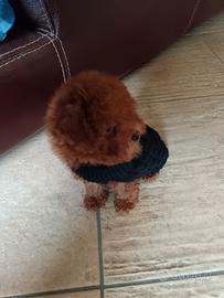 Barboncino mini red brown