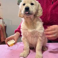 Golden Retriever linea inglese