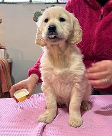 Golden Retriever linea inglese