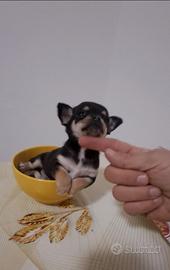 Chihuahua mini toy