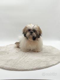Maschietto Shih Tzu marrone bianco