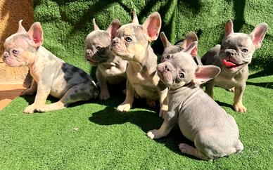 Bulldog francese esotici