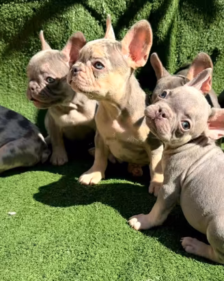 Bulldog francese esotici