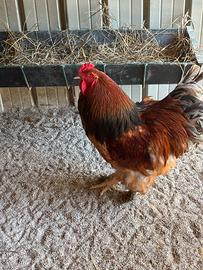 Brahma fulvo