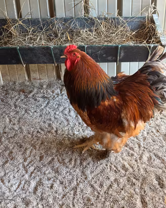 Brahma fulvo
