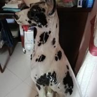 Grande cane Alano  arlecchino