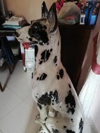 Grande cane Alano  arlecchino