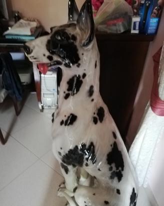 Grande cane Alano  arlecchino