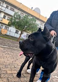 Cane Corso per monta