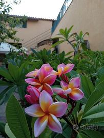 Plumeria rubra ‘Antonio Butera