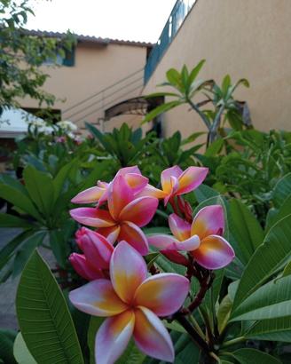 Plumeria rubra ‘Antonio Butera