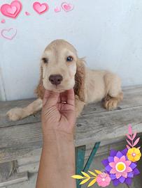 Cocker spaniel