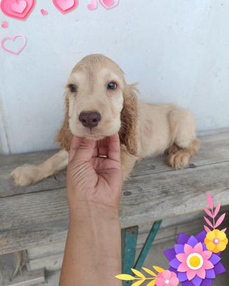 Cocker spaniel