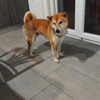 Shiba inu
