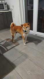 Shiba inu