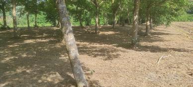 Terreno agricolo pianeggiante