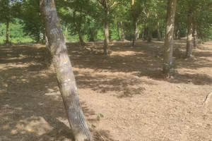 Terreno agricolo pianeggiante