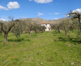 Terreno agricolo, uliveto con abitazione