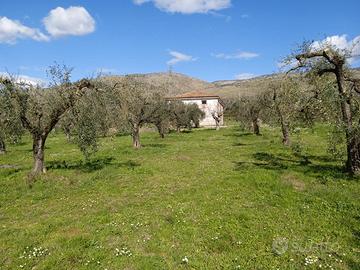 Terreno agricolo, uliveto con abitazione