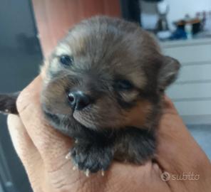 Spiz Tedesco Nano Pomerania