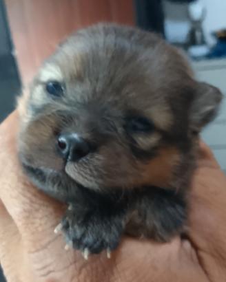 Spiz Tedesco Nano Pomerania