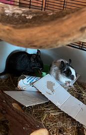 Degu del Cile