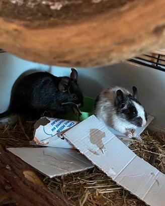 Degu del Cile