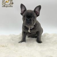 Dolce Principessina Bulldog Francese Total Blu