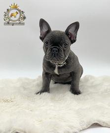 Dolce Principessina Bulldog Francese Total Blu