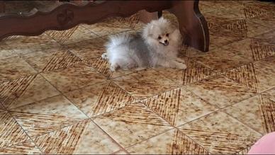 Spitz di Pomerania nano