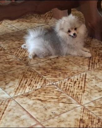 Spitz di Pomerania nano