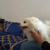 Volpino di razza bianco tranquillo e equilibrato