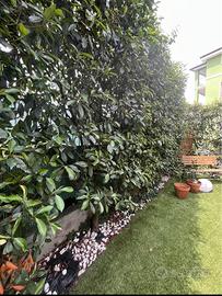 Siepe Photinia