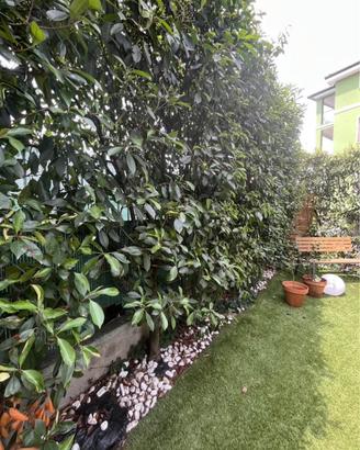 Siepe Photinia