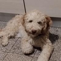 Lagotto romagnolo