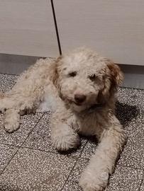 Lagotto romagnolo