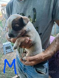 cuccioli australian cattle dog 