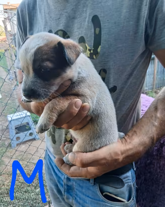 cuccioli australian cattle dog 