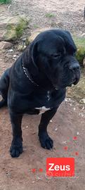Disponibile stupendo cucciolo cane corso